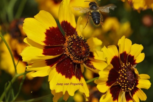 Coreopsis tintoria .jpg