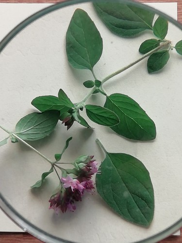 Bloem en blad van naBIJ