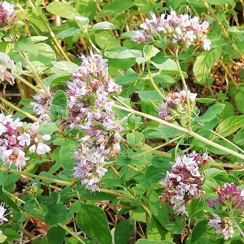 Bloeiende Oregano