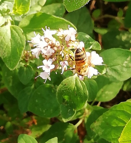 Bijtje op de Marjolein