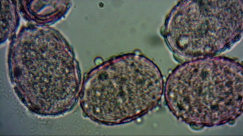 Pollen van Oregano afm. ~33mu