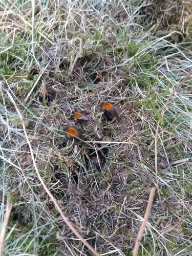 hommel nest 2.jpg