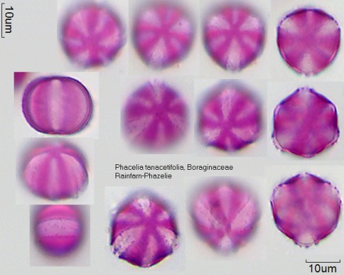 pollenplaatje Phacelia
