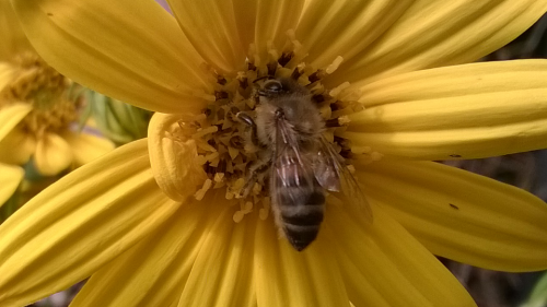 Honingbij zuigt nectar uit de<br />buisbloempjes in het hart van<br />Toepinamboerbloem .<br />Foto van Klaas de Jonge op Knoal 12 augustus 2018