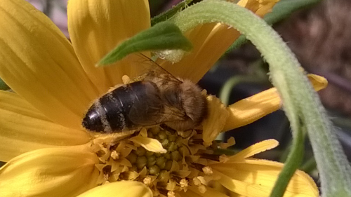 Bloem van Toupinamboer met<br />honingbij, 12 augustus 2018<br />Fotograaf: Klaas de Jonge
