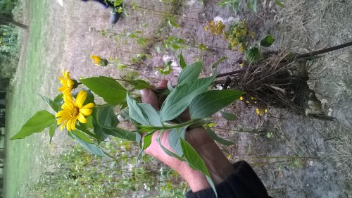 Alle organen tegelijk :<br />wortels en stolonen, stengel<br />met bladeren, samengestelde<br />bloem van de composiet<br />Helianthus tuberosus ofwel<br />Knolzonnebloem of Aardpeer. <br />De stolonen zijn tube-vormige<br />verdikkingen waarin reservevoedsel wordt opgeslagen voor het komend<br />jaar. Doordat er per plant wel <br />10 stuks kunnen ontstaan net <br />als bij de Aardappelplant, <br />is dit een voorbeeld van onge-<br />slachtelijke voortplanting of<br />vermeerdering waarvoor we bang worden gemaakt !!!!!!!