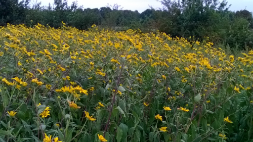 Jonge stelletjes wordt aanbevolen<br />niet in dit gewas in dekking te<br />gaan; stengels en bladeren<br />voelen heel ruw aan. <br />Blijf er uit weg. Laat het maar <br />aan ander wild over.!!!!!!