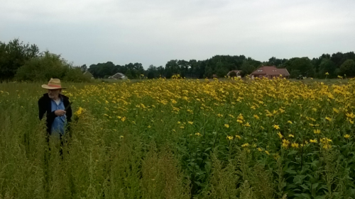 Zo mooi kan het landschap zijn<br />in augustus, september en oktober als de veelzijdig nuttige<br />Topinamboer  verbouwd zal<br />worden. De indianen van Amerika doen het ons voor.<br />De naam Topinamboer stamt<br />van hen.