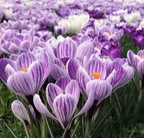 Crocus King of Striped.JPG