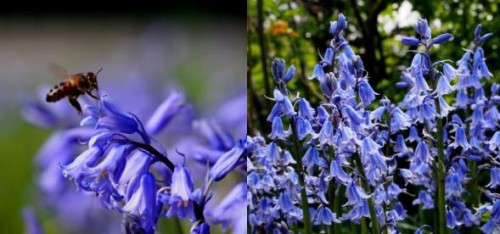 Hyacinthoides hyspanica blauw.JPG