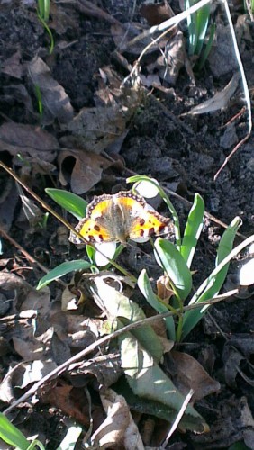 eerste vlinder?
