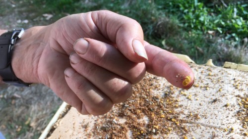 'Varroala' met maar één Varroa<br />en zorgelijk veel gemorst stuifmeel dat door de gele kleur smakelijk oogde en tevens lekker zoet smaakte. <br />Had het volk te weinig ruimte<br />om het op te bergen ?