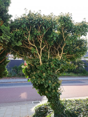 Hedera Helix Aborensis.jpg