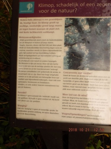 Opvatting van SBB Westerwolde<br />over Efeu ofwel de KLIMplant<br />KLIMOP , dus zich NIET om de <br /> drager- of stutterboom slingert<br />maar er verticaal tegen op klimt<br />met wat twijgjes als armpjes<br />zijwaarts. <br />Bloeiende takken van Klimop<br />staan vrij zonder hechtschijfjes.
