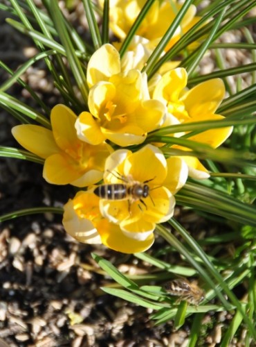 De bijen 018 (407x550).jpg