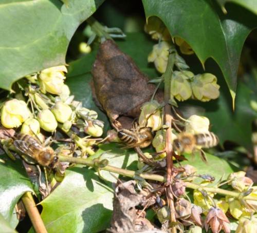 De bijen 016 (550x499).jpg