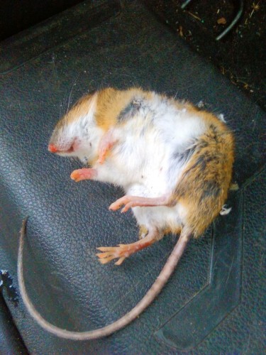 Apodemus flavicollis  ofwel Grote bosmuis ofwel de bosmuis met geeloranje kraag of kol of halsband<br />en scherpe scheiding tussen de krijtwitte onderzijde en lichtbruine bovenzijde. Foto: Jan Busser