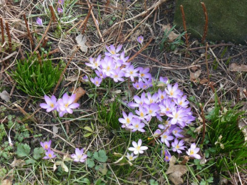 Tere kleuren van botanische crocussen