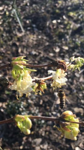 Lonicera fragrantissima.png