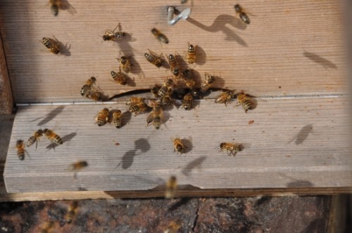 18 maart bijen zijn los (3) (550x365).jpg