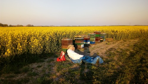 Na gedane zware arbeid van : <br />bijenkasten reisklaar maken, inladen en lossen, is het tijd<br />voor een siësta onder de geur en het gezoem die uit de kasten komen.<br />Om geen teken op te lopen lig ik op een dekzijl.