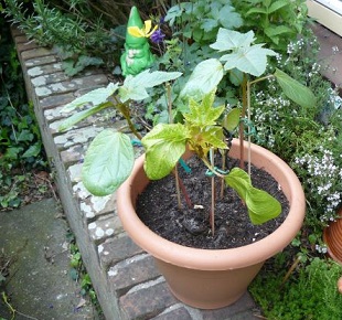 Ricinus plantjes mei 2019 klein.jpg