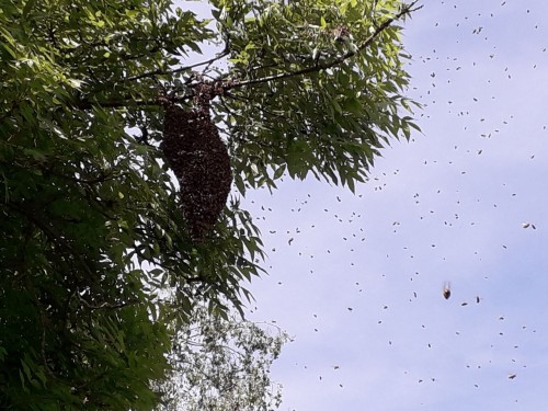 Mooie tros in de boom