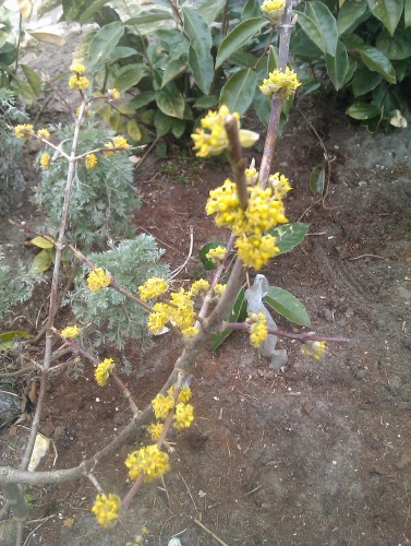 Cornus mas