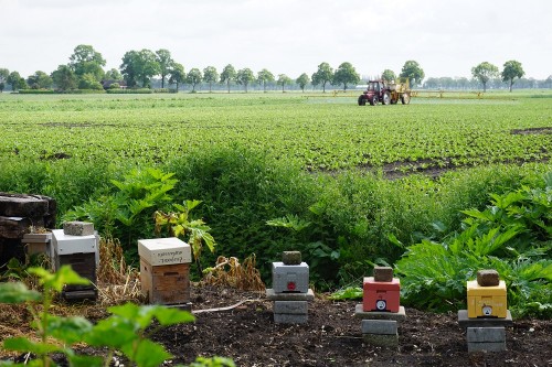 Bijen en landbouw.jpg