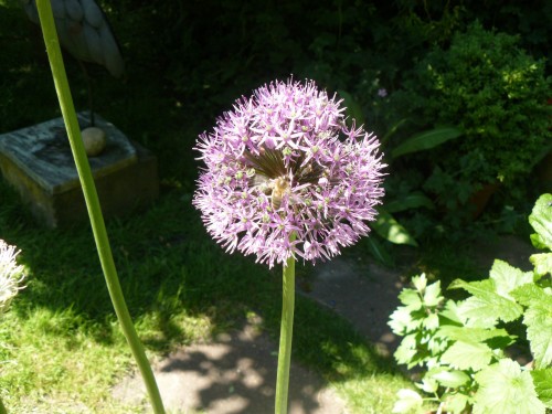 Allium met bij 2.JPG