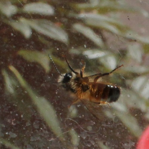 Buzz