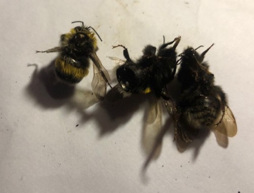 De linker Aardhommel heeft een gat in de 'rug'. Het borststuk is leeg gepeuzeld.<br />Van de middelste is het achterlijf grotendeels gekaapt.<br />De rechtse is niet aangevreten. De hommels die nog heelhuids onder de bomen<br />liggen, leven soms nog, maar zij niet in staat weg te vliegen. <br />Eentje van die leeft na 3 dagen nog steeds in een potje van een lik honing
