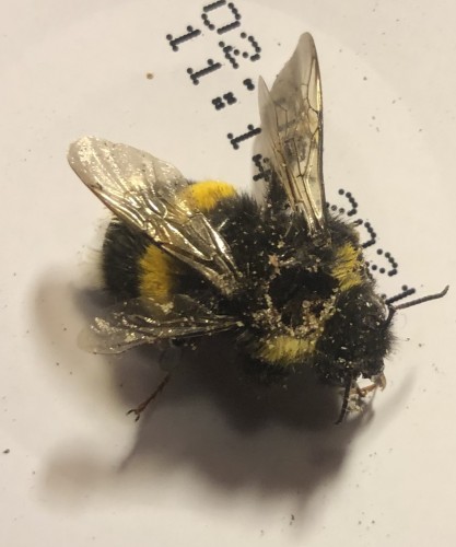 Bij deze  Ardhommel is het gat in de thorax duidelijk te zien. <br />De vliegspieren en slokdarm en  hartvat en zenuwknopen zijn <br /> uit het borststuk gevreten. De foto's zijn gemaakt door Marten Fokkens.