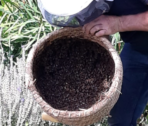 Halve korf vol bijen.png