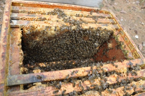 Bijen controle 006 (550x365).jpg