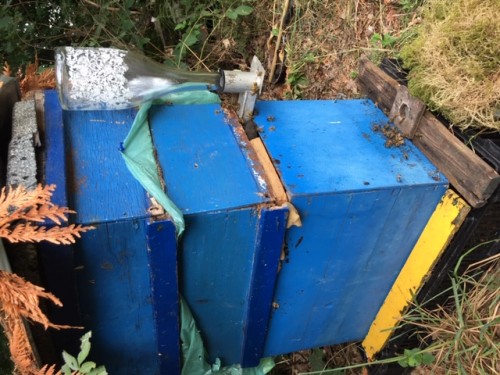 De bijen &quot;krijgen de fles&quot;.<br />Die is rechts op de foto te zien.<br />Ze staat op de kop in een houder<br />waaraan een aluminium voerbakje<br />vastzit dat 4 cm breed en 2 cm diep is en 15 cm lang. Het steekt de kast is tusen de onderste en <br />middelste kamer. De wespen<br />zitten in de bovenste kamer,<br />door een vloerkleedje en <br />daarop een afvalzak gescheiden<br />van de bijen.