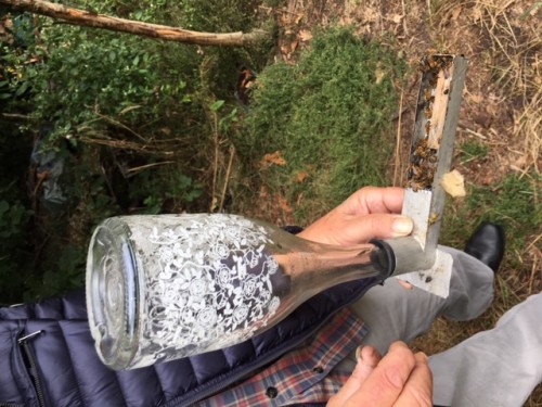 Hier het voederapparaat van wat <br />dichterbij. De fles bevat 750 ml<br />suikeroplossing.<br />Het apparaat werkt als de drank-flesjes die aan de buitenkant<br />van vogelkooien bevestigd worden.Er is een drukverschil<br />tussen de binnen- en buitenkant van de fles. Als de bijen aan het<br />drinken zijn levert de fles om de<br />minuut een dusdanige portie<br />dat het bakje niet over loopt.