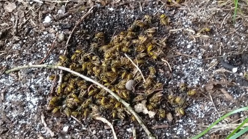 Misschien heb je zulke goede ogen<br />of een vergrootglas, dat je de <br />jonge spinnetjes en haar moeder<br />naast het wespennest kunt ontdekken. Klik op de foto.