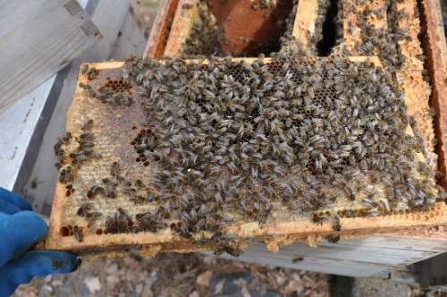 Bijen controle 007 (550x365).jpg