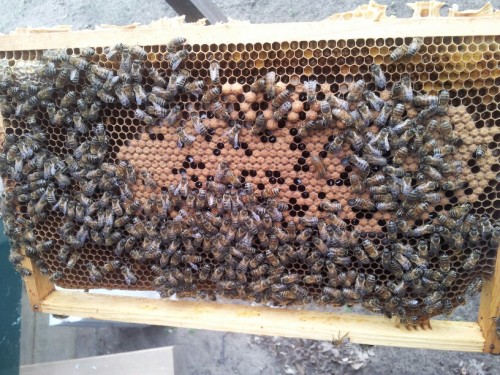 20130415_172433_resized.jpg