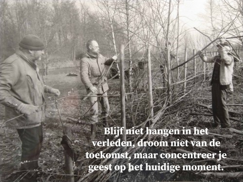 'n Heg wordt gevlochten met behulp van dun lang snoeihout.<br />De palen kunnen uitlopen als het afgezaagde ongeschilde stammen van wilgen zijn. Zie de foto's van Atlas2 met wortels die gegroeid zijn na het afzagen.<br />De stammem hebben wortel geschoten boven de zaagsnede dankzij om de paar dagen flink water geven.