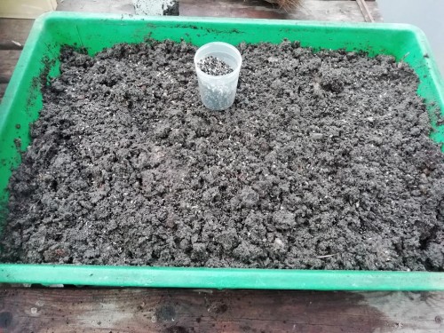 Kweekbakje met zaden bijenboom