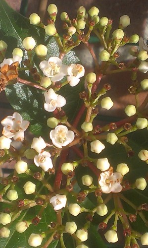 volle bloei van Viburnum