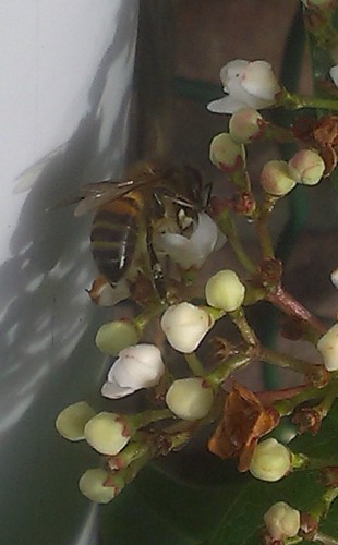 bij op viburnum