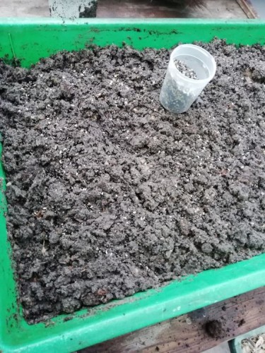 kweekbak met zand en zaden