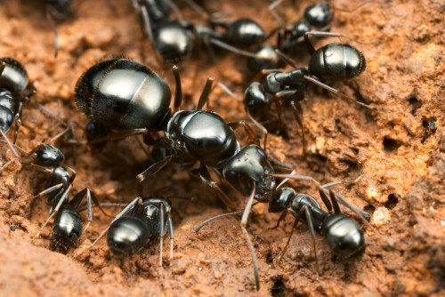 formica fusca