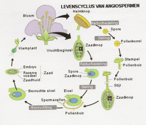 pollencyclus (2).jpg