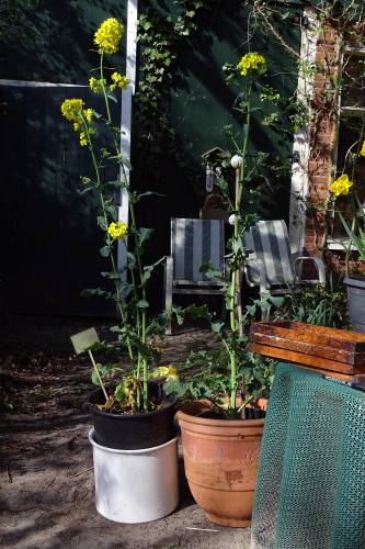 Links de 2 'keukenhofplanten' die<br />samen 7 bloemtrossen hebben<br />die in bloei staan op 7 december.<br />Rechts 'n buitenhofkoolzaadplant<br />waarvan alleen de bovenste tros<br />gedeelteljk in bloei staat doordat<br />die plant koude nachten heeft <br />beleefd.