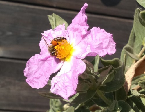Cistus albidus, zonneroos