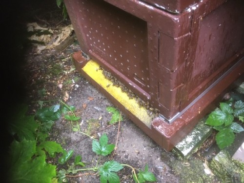 ze passen er bijna niet in...ingang hoogte 3 cm ondanks 10 Dadant broedkamerramen en 6 honingkamers